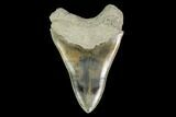 Bargain, Megalodon Tooth (Restored Root) - Indonesia #149883-2